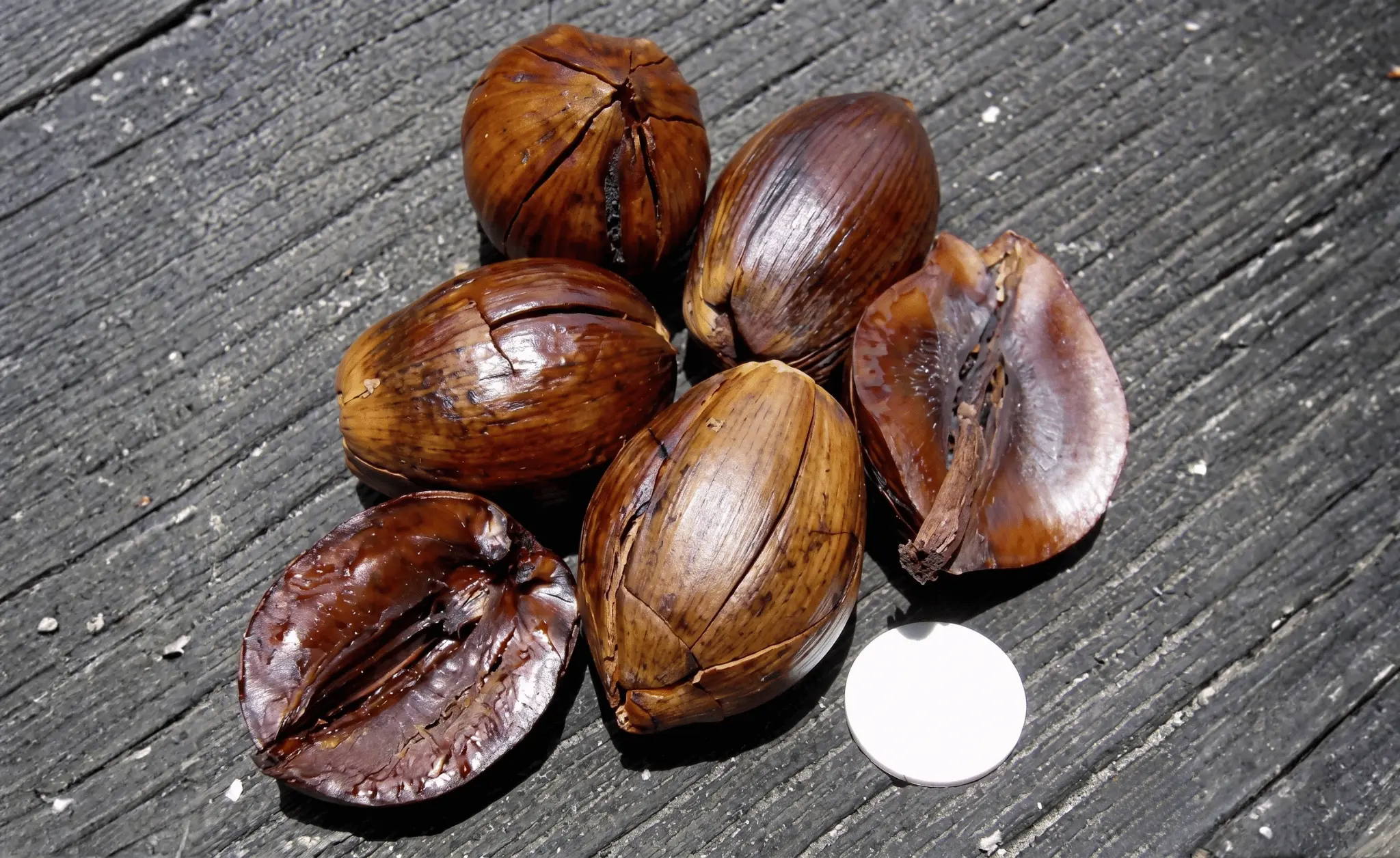 Tengkawang illipe butter Borneo Kalimantan
